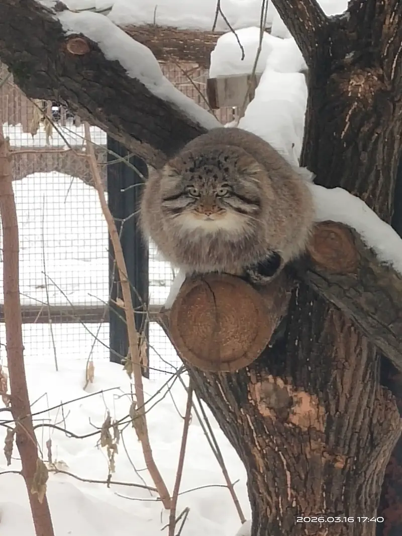 Фотография Серого в Новосибирском Зоопарке