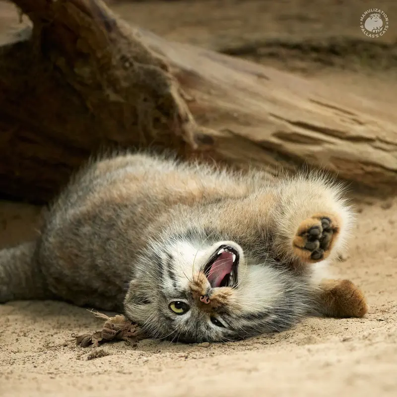 Фотография Алтаны в Ла Торбиере