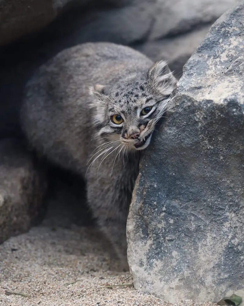 Фотография Мей в Царстве Животных Кобе