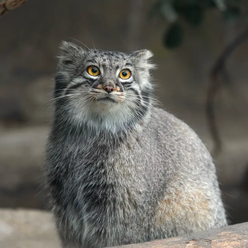 Фотография Мей в Царстве Животных Кобе