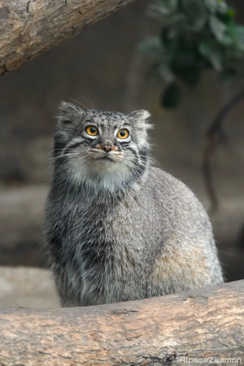 Фотография Мей в Царстве Животных Кобе