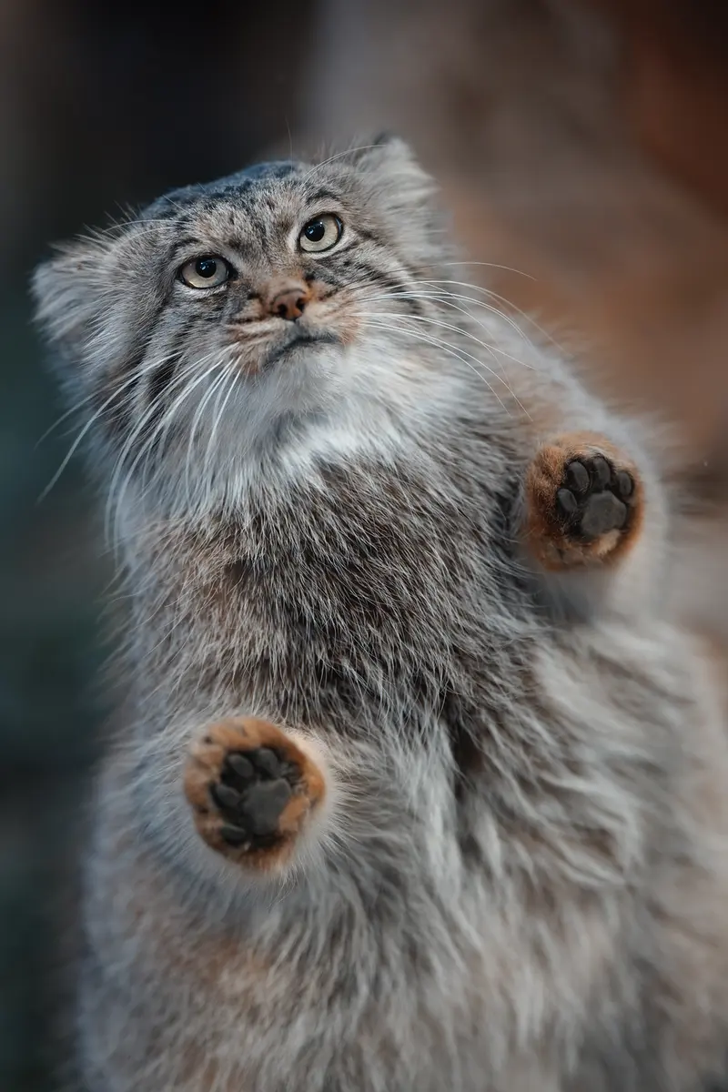 Фотография Полли в Царстве Животных Насу