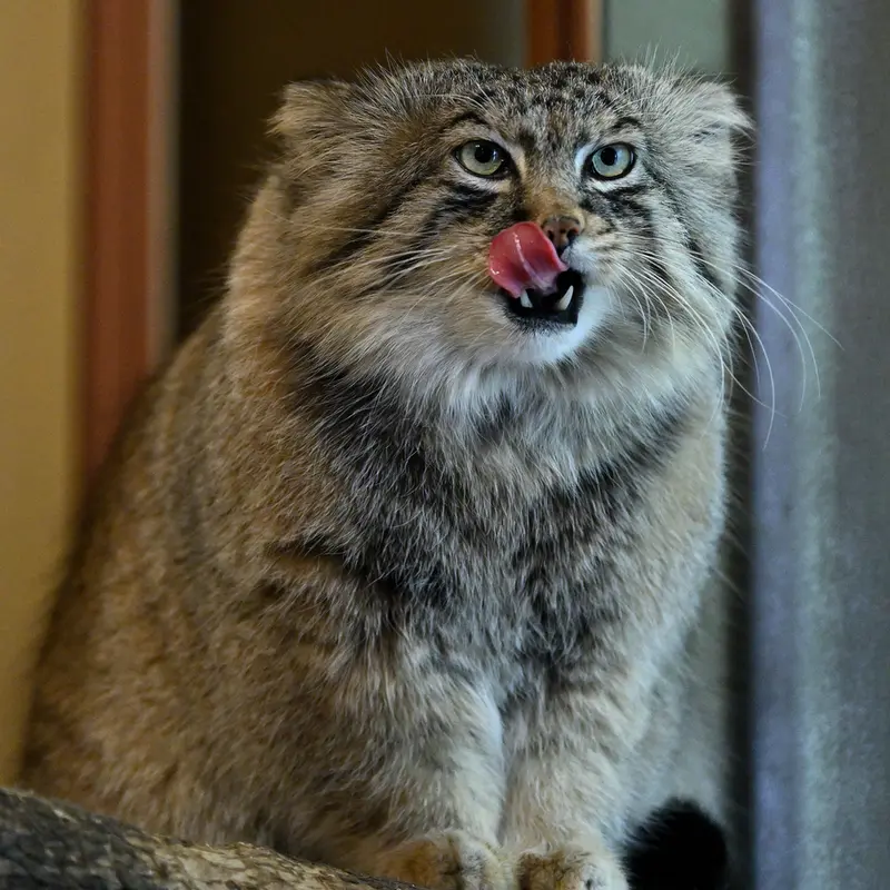 Фотография Лотоса в Детском зоопарке Сайтама
