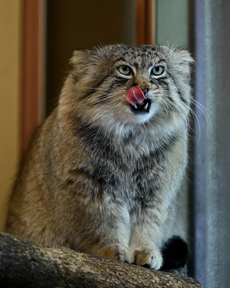 Фотография Лотоса в Детском зоопарке Сайтама
