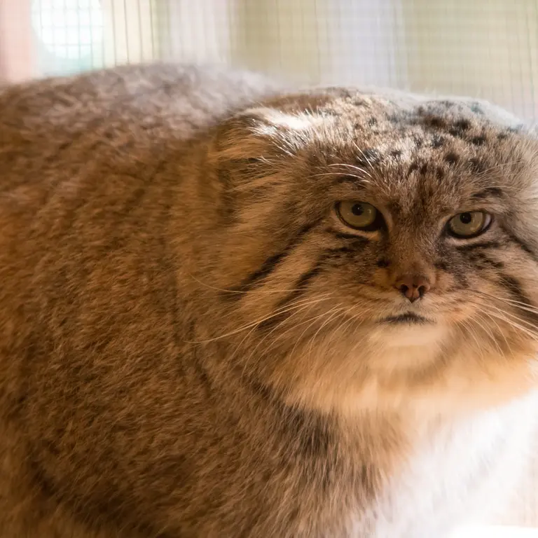 Фотография Лотоса в Детском зоопарке Сайтама