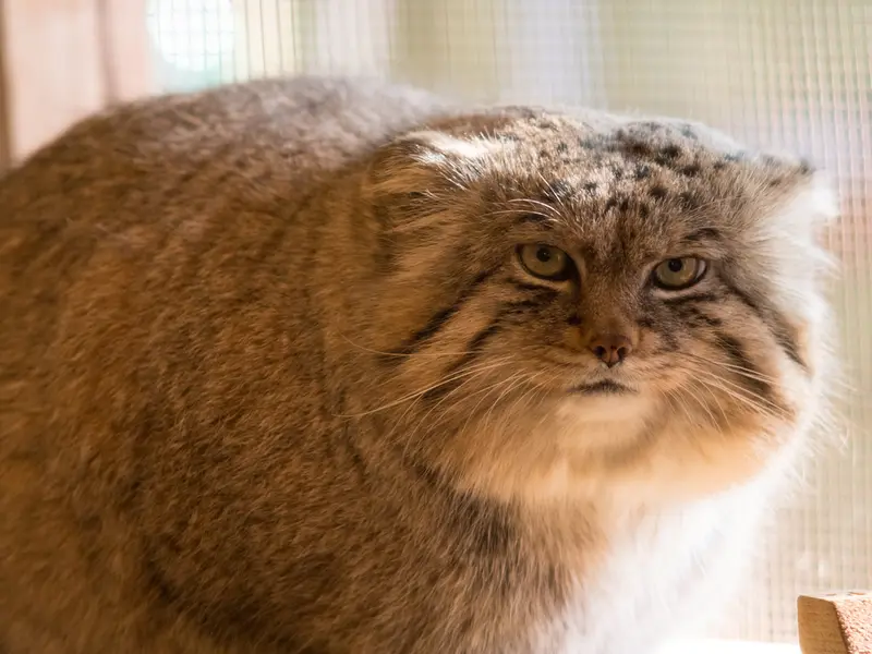 Фотография Лотоса в Детском зоопарке Сайтама