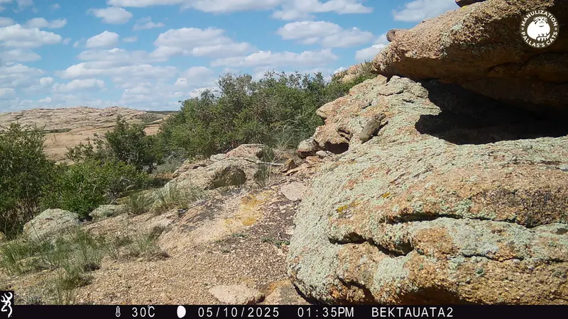 Фотография Казахскаи Пищухи с фотоловушки Бектауата 2