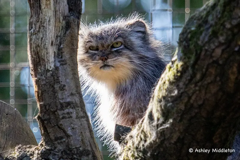 Фотография с манулом