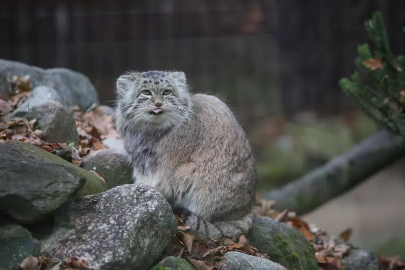 Фотография Мани в Познаньском Новом Зоопарке