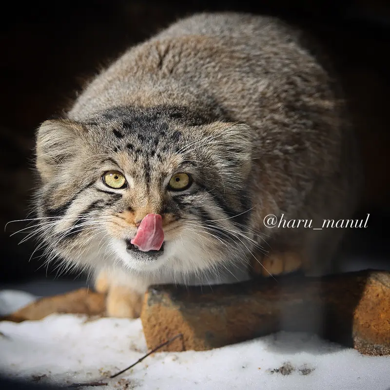 Фотография Нагому в Царстве Животных Насу