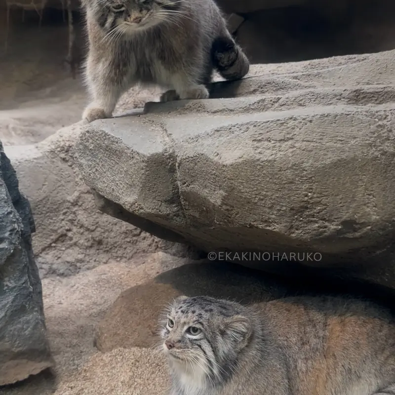 Фотография Аз и Нара в Царстве Животных Кобе