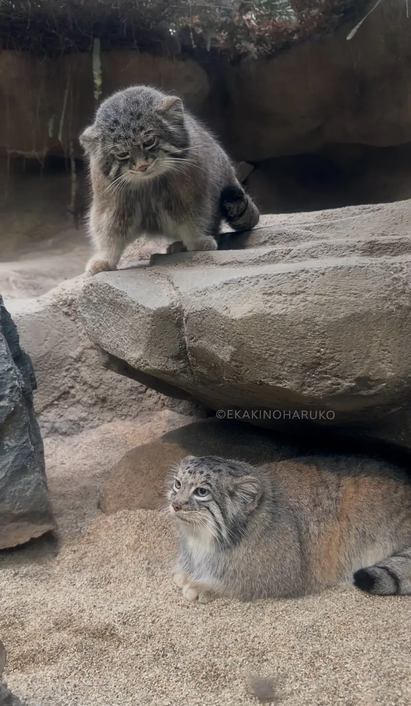 Фотография Аз и Нара в Царстве Животных Кобе