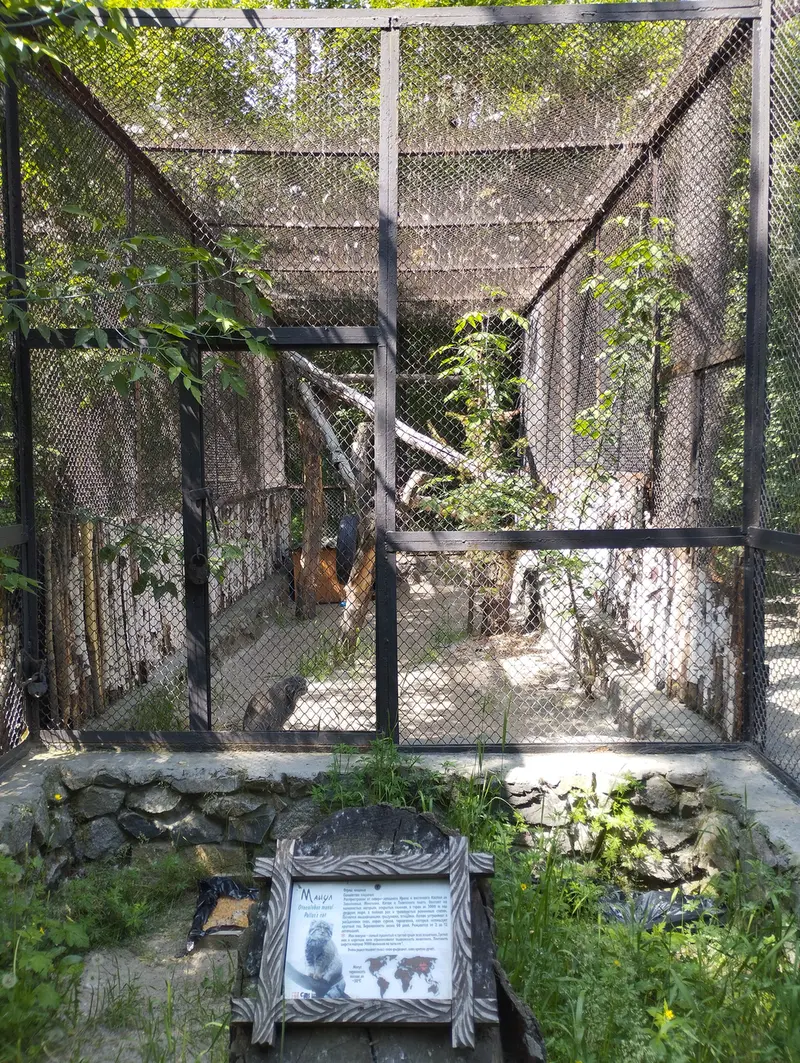 Фотография с манулом в Новосибирском Зоопарке