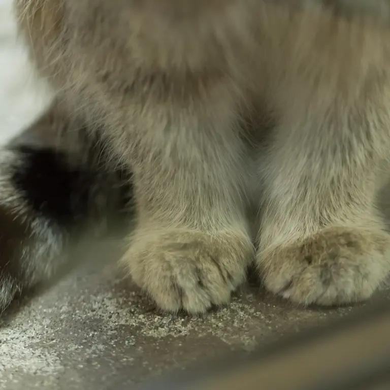 Фотография Клёна в Зоопарке Уено