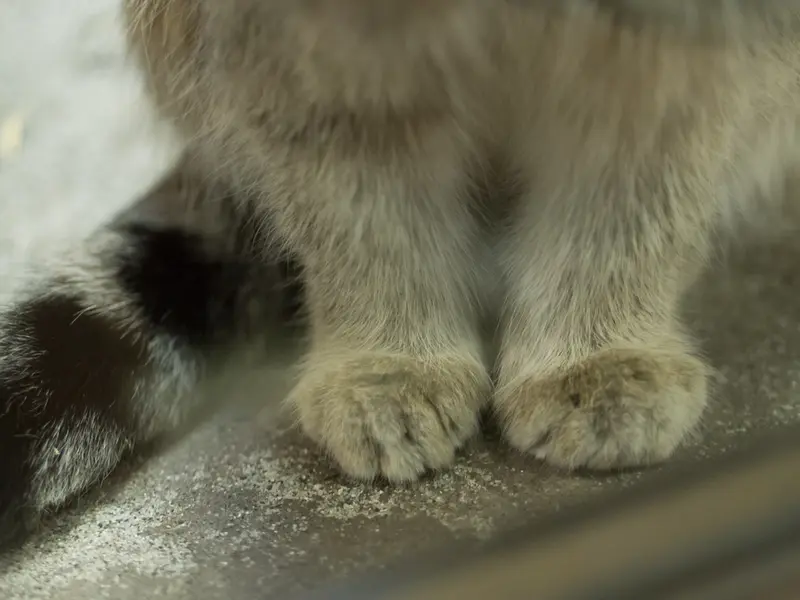 Фотография Клёна в Зоопарке Уено