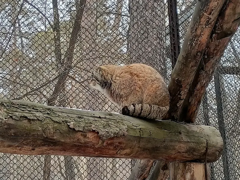 Фотография Жоры в Новосибирском Зоопарке