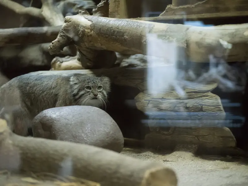 Фотография Клёна в Зоопарке Уено