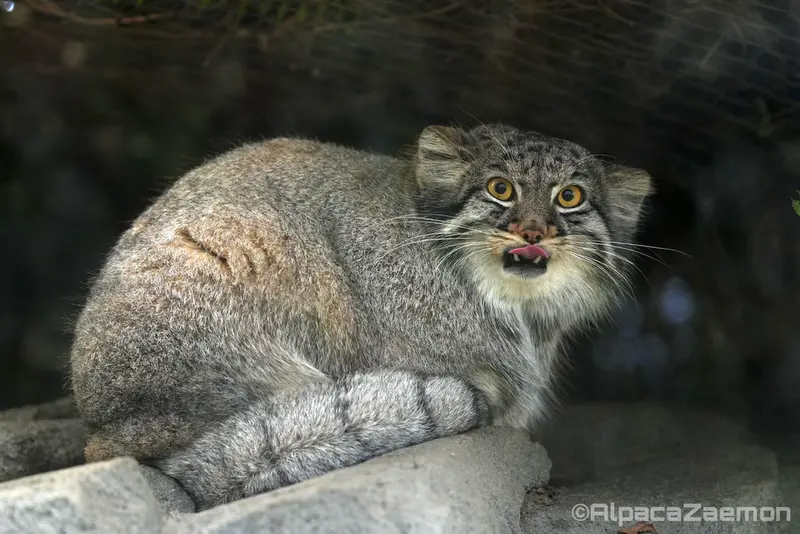 Фотография Мей в Царстве Животных Кобе