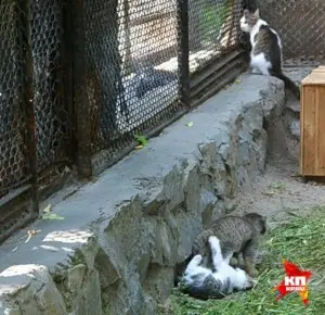 Фотография с манулом в Новосибирском зоопарке