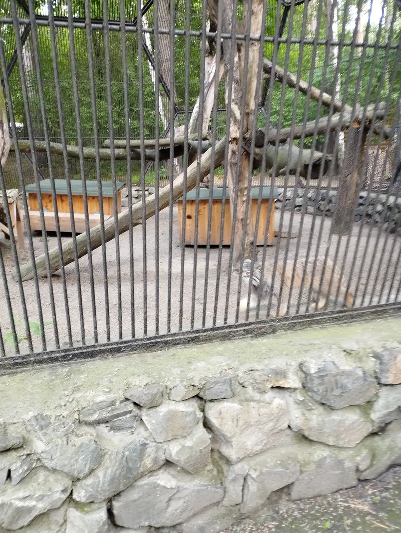 Фотография с манулом в Новосибирском Зоопарке