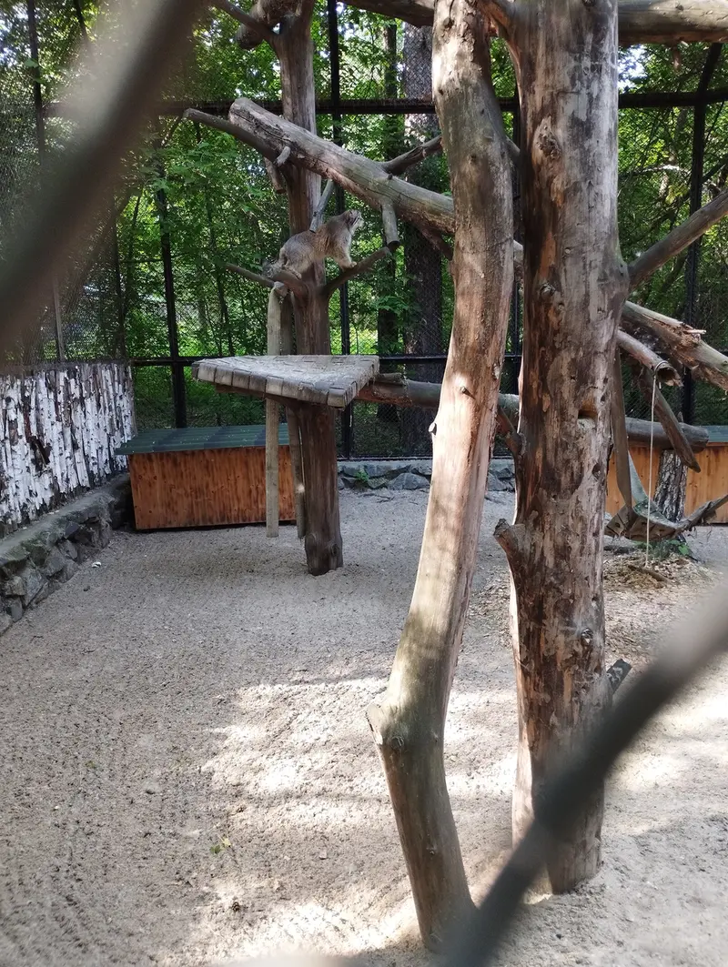 Фотография с манулом в Новосибирском Зоопарке