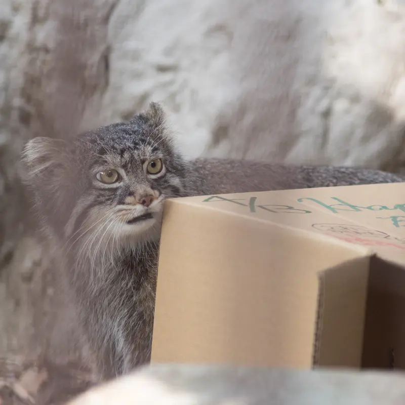 Фотография Фиги в Зоопарке Ногеяме