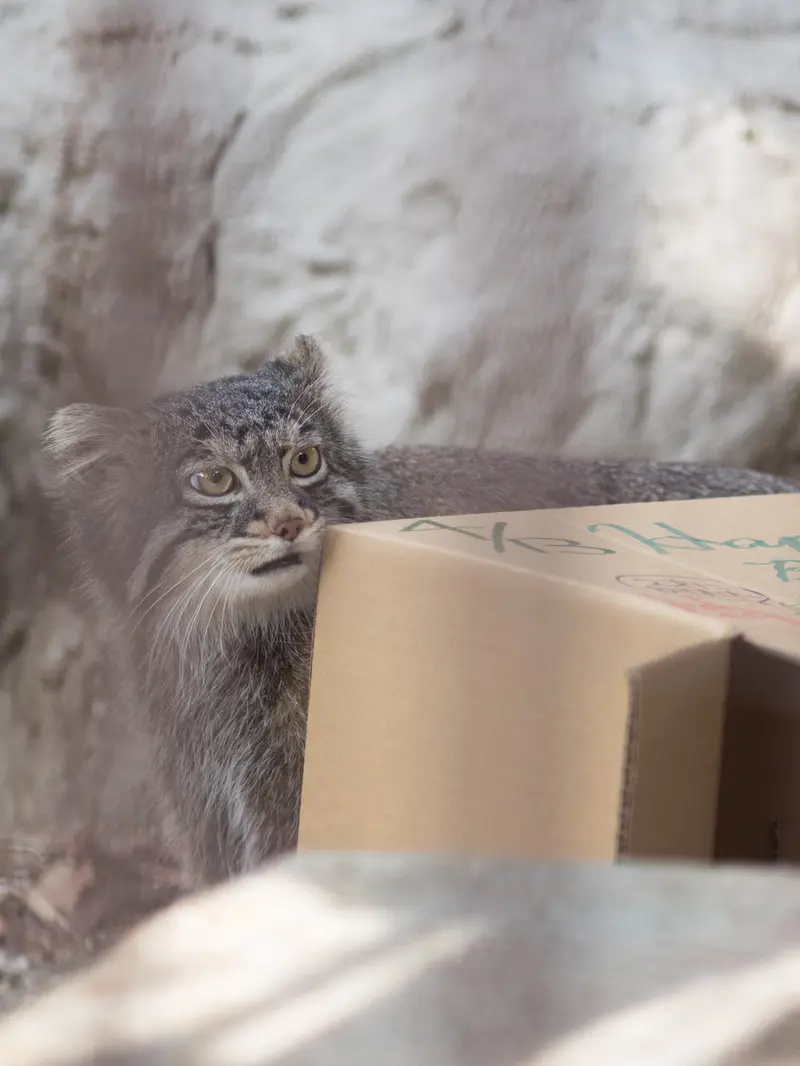 Фотография Фиги в Зоопарке Ногеяме