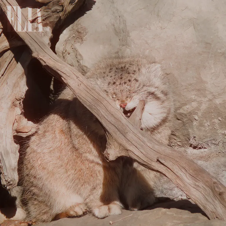 Фотография Олафа в Зоопарке Калгари / Институте Уайлдере