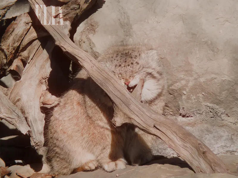 Фотография Олафа в Зоопарке Калгари / Институте Уайлдере