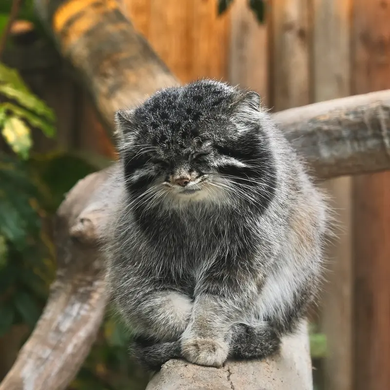 Фотография Нара в Царстве Животных Кобе