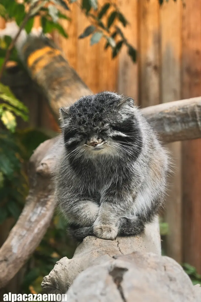 Фотография Нара в Царстве Животных Кобе