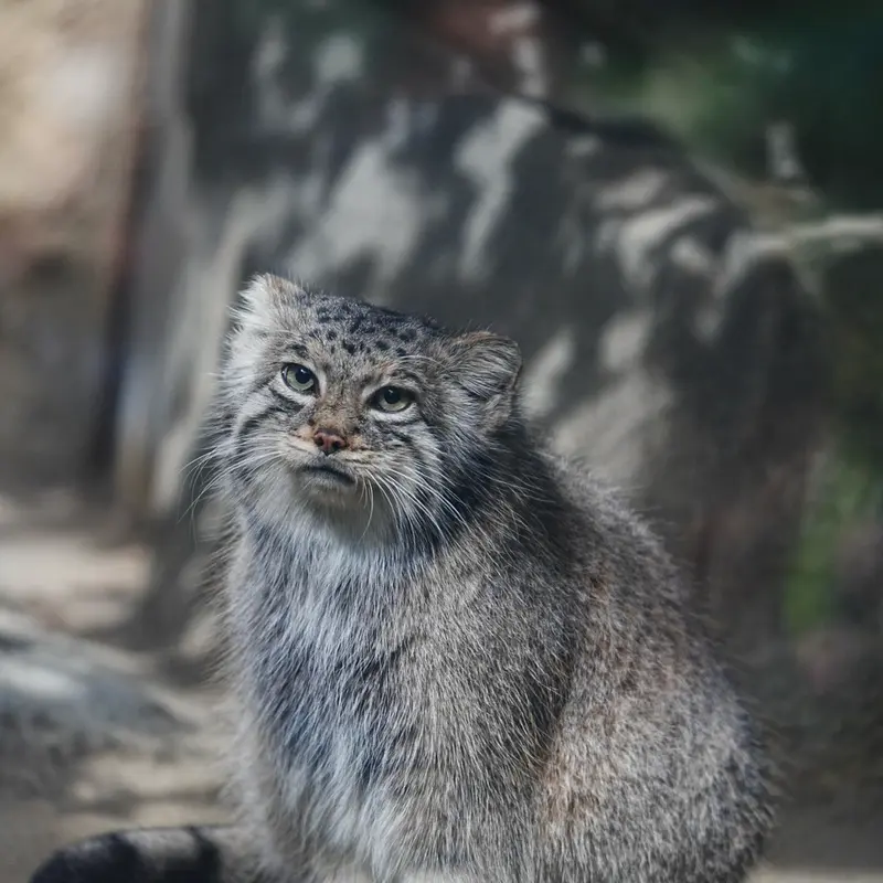 Фотография Аз в Царстве Животных Кобе