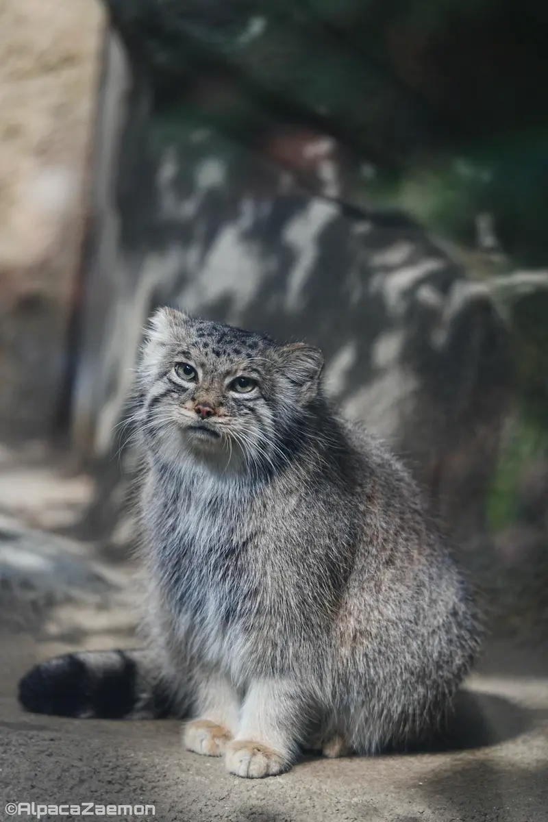 Фотография Аз в Царстве Животных Кобе