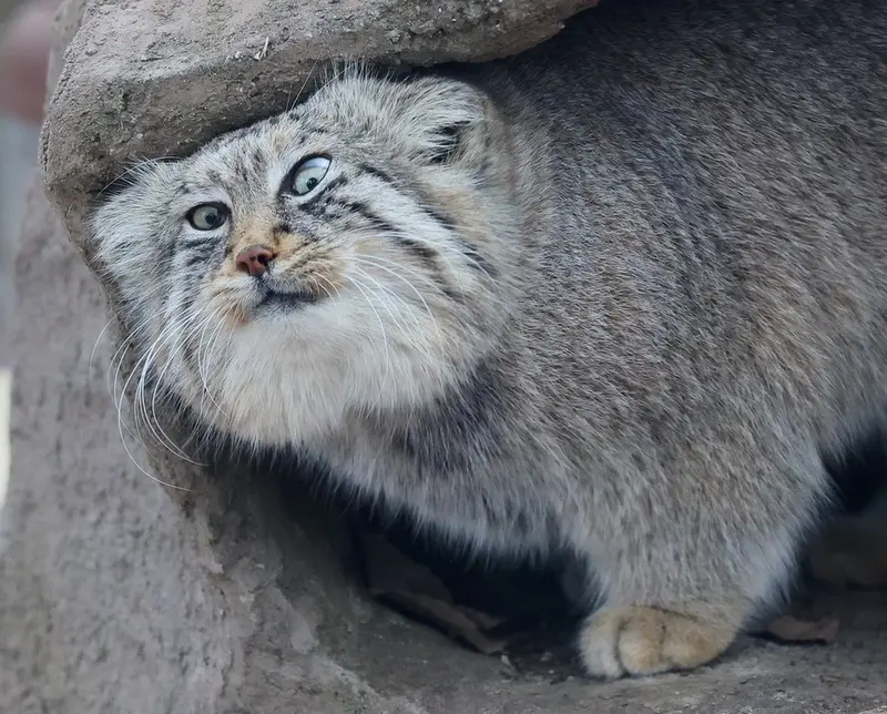 Фотография Лотоса в Детском зоопарке Сайтама