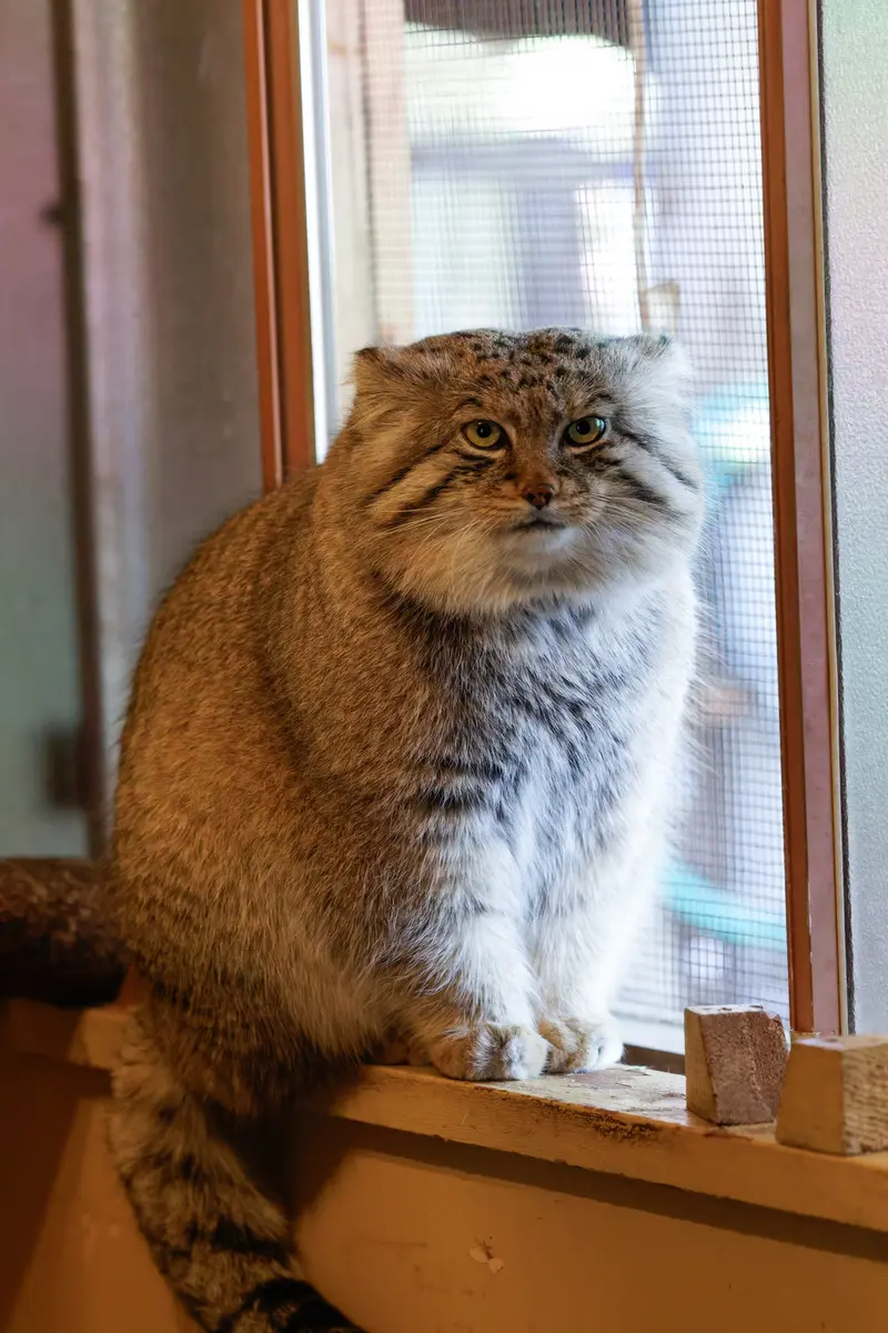 Фотография Лотоса в Детском зоопарке Сайтама