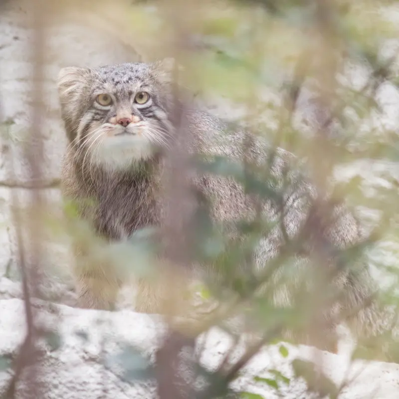 Фотография Фиги в Зоопарке Ногеяме