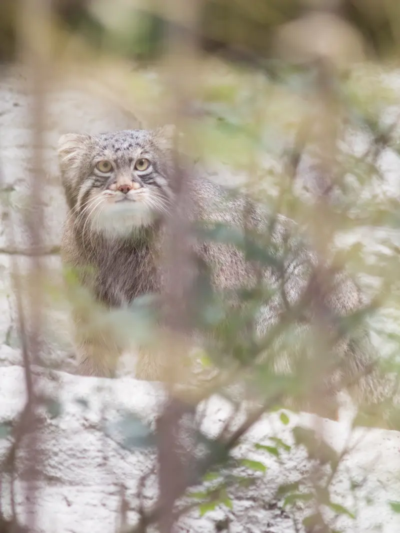 Фотография Фиги в Зоопарке Ногеяме