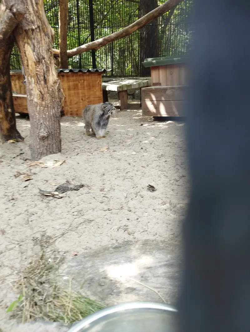 Фотография с манулом в Новосибирском Зоопарке