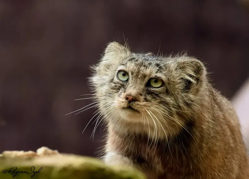 Фотография Ротанга в Сафари-заповеднике Люминьи