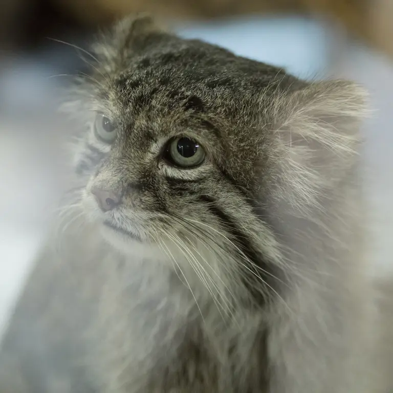 Фотография Клёна в Зоопарке Уено