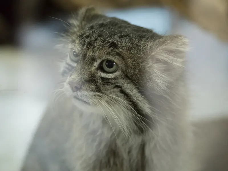 Фотография Клёна в Зоопарке Уено