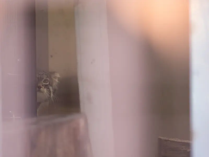 Фотография Фиги в Зоопарке Ногеяме