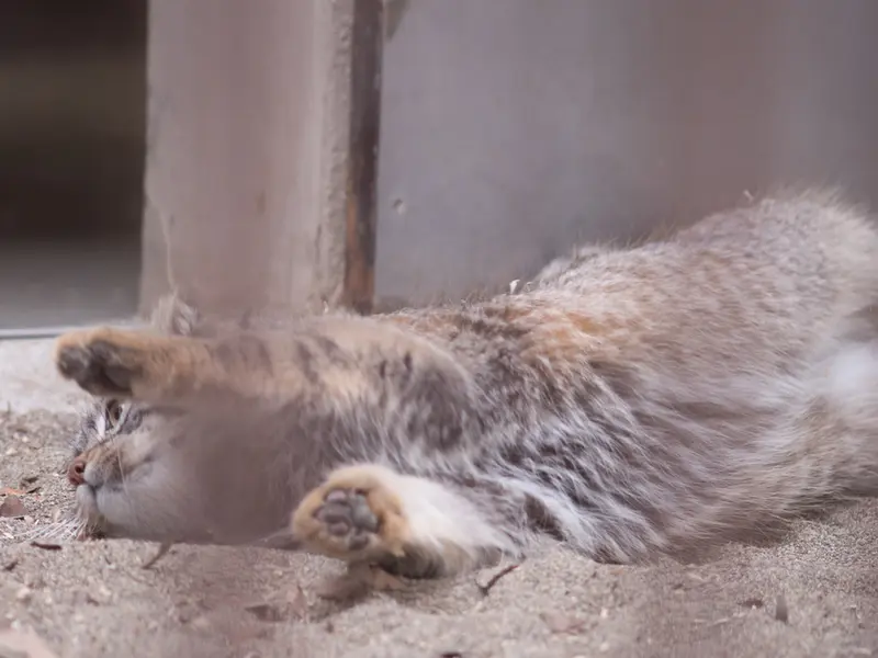 Фотография Фиги в Зоопарке Ногеяме