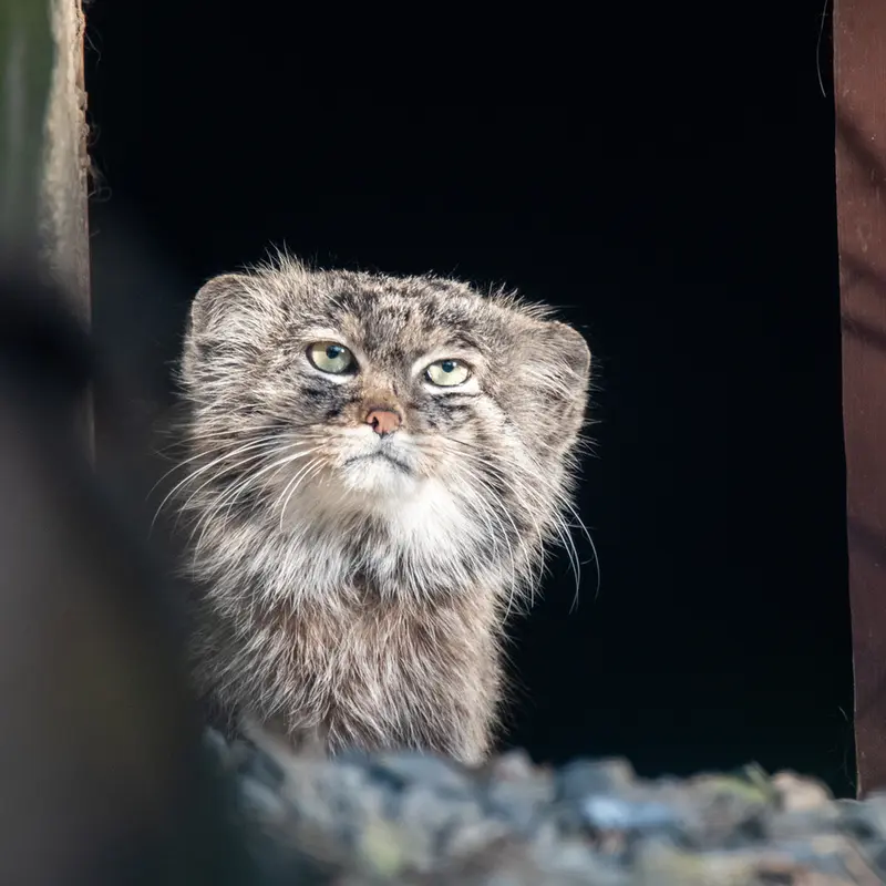 Фотография Плутона в Остравском Зоопарке