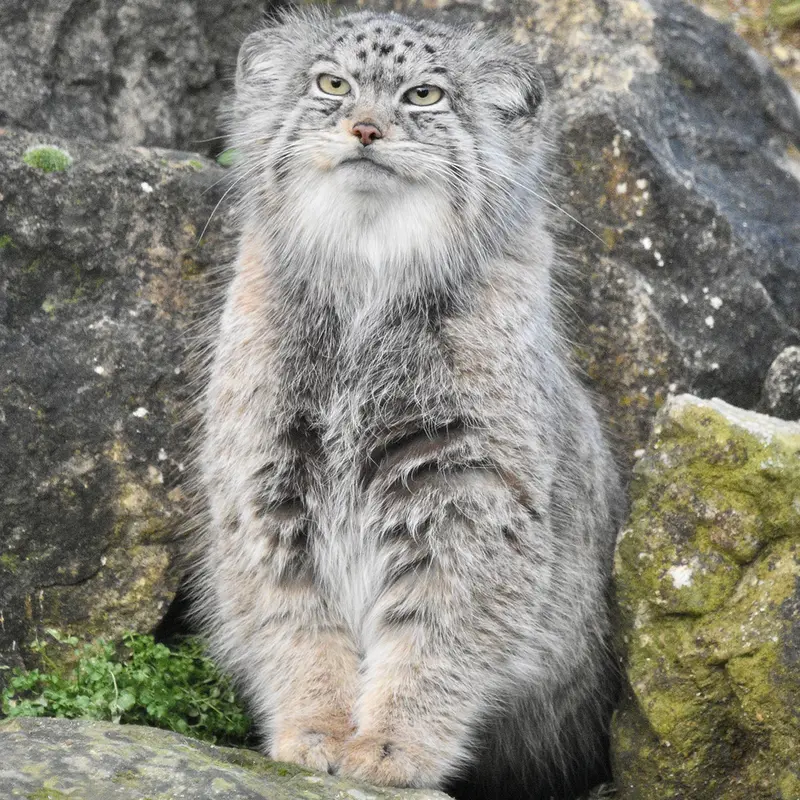 Фотография Наму в Парке диких животных Порт-Лимпн