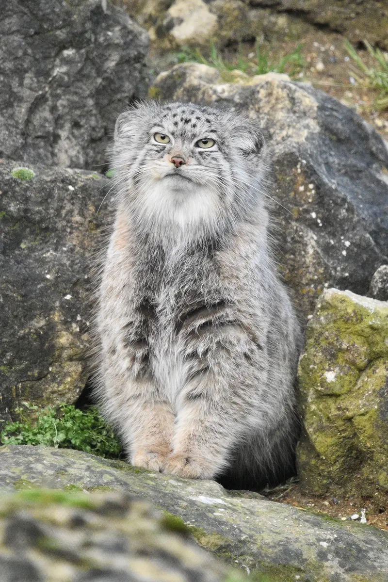 Фотография Наму в Парке диких животных Порт-Лимпн