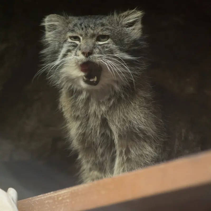 Фотография Клёна в Зоопарке Уено