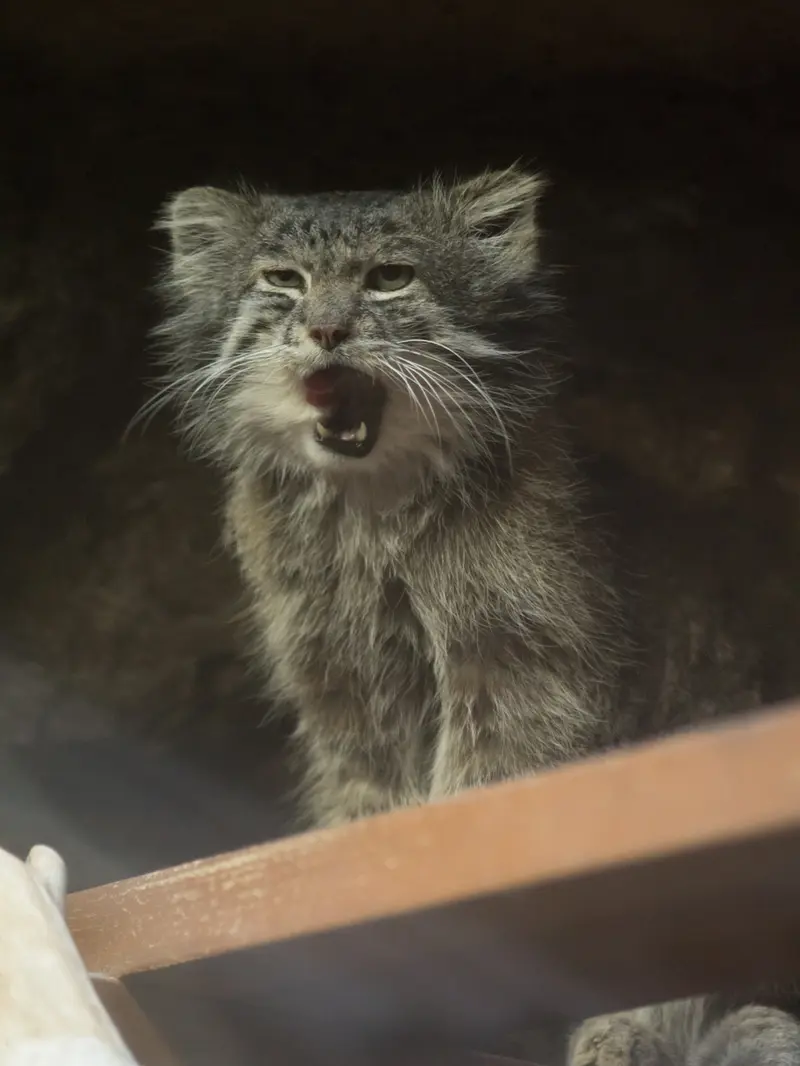 Фотография Клёна в Зоопарке Уено