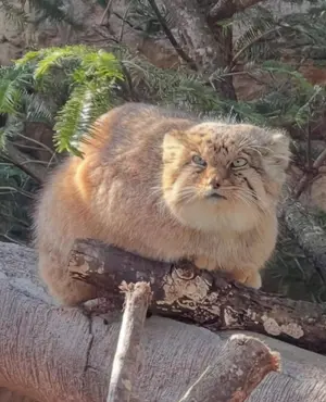 Фотография с манулом