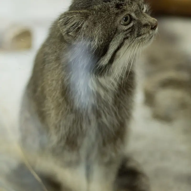 Фотография Клёна в Зоопарке Уено